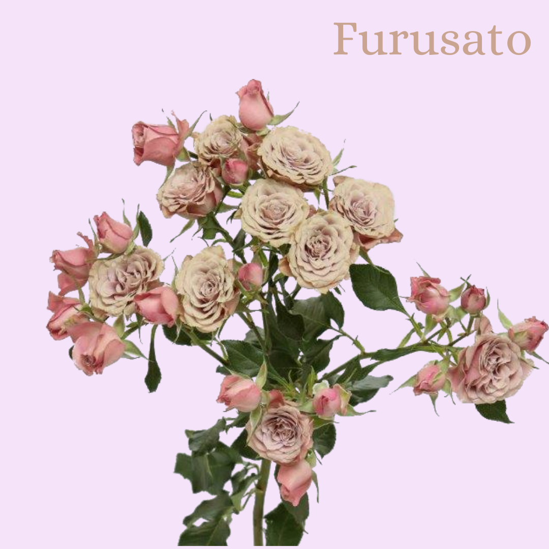 ROSE BR. FURUSATO 40